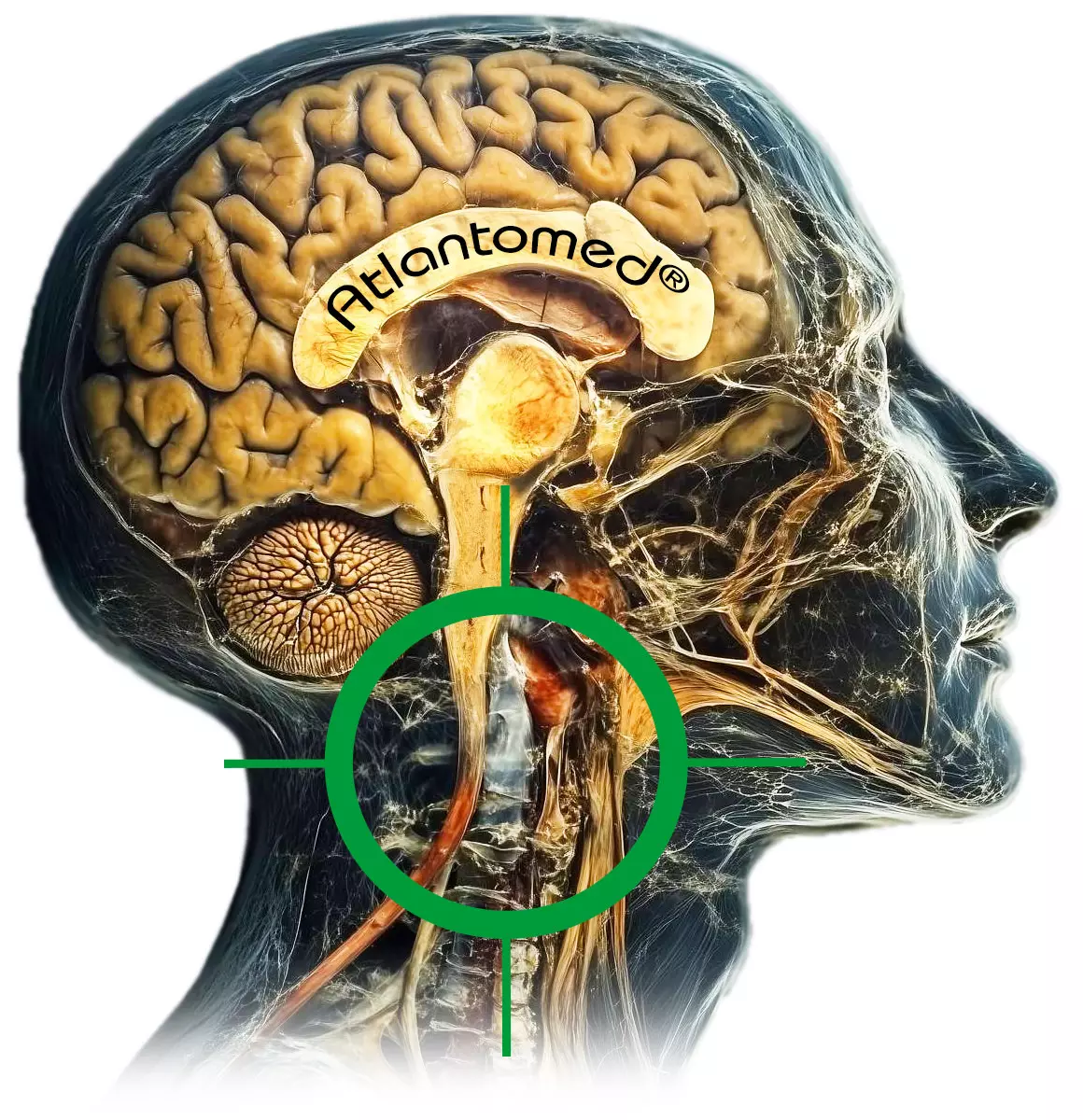 Anatomie cranio-cervicale