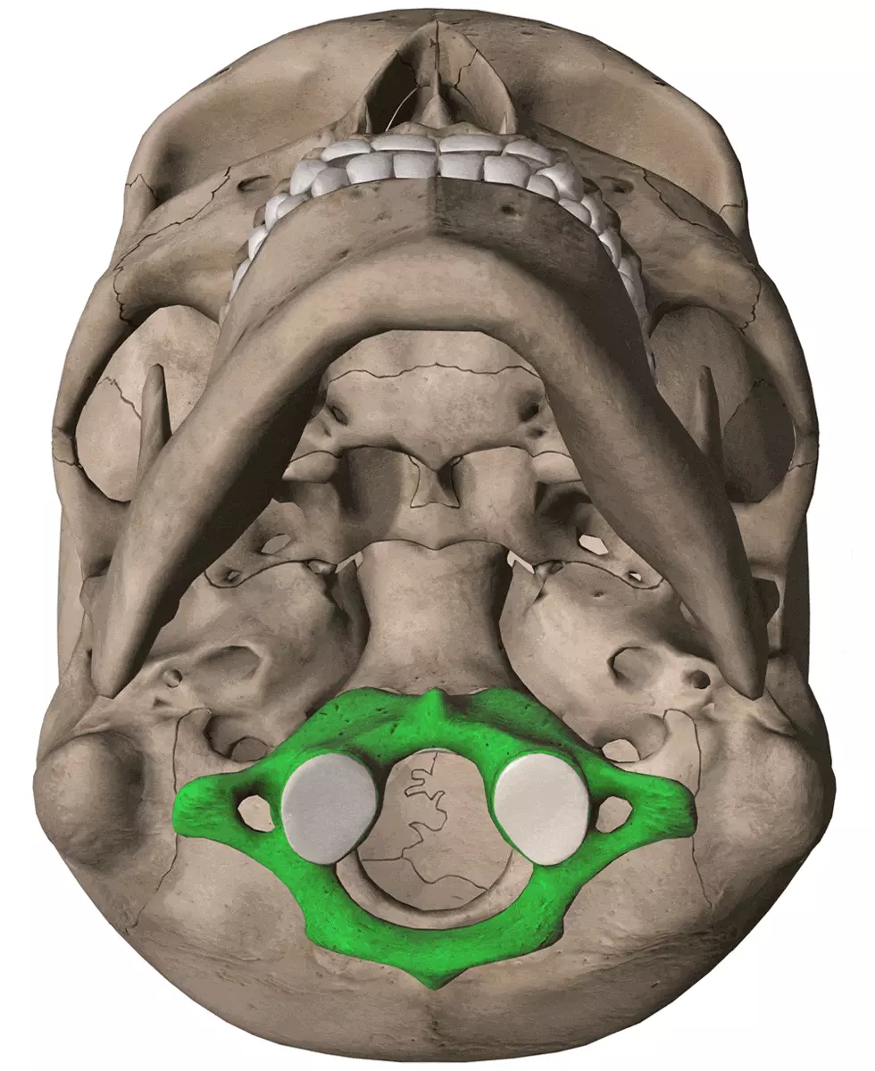 Rectitude du rachis cervical et vertèbre Atlas Rectitude du rachis cervical et vertèbre Atlas