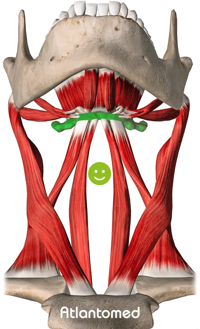Représentation de l'os hyoïde comme équilibre de la posture