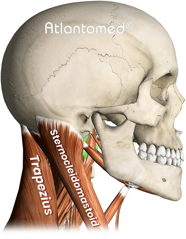 Tension musculaire cervicale et mal de tête de tension