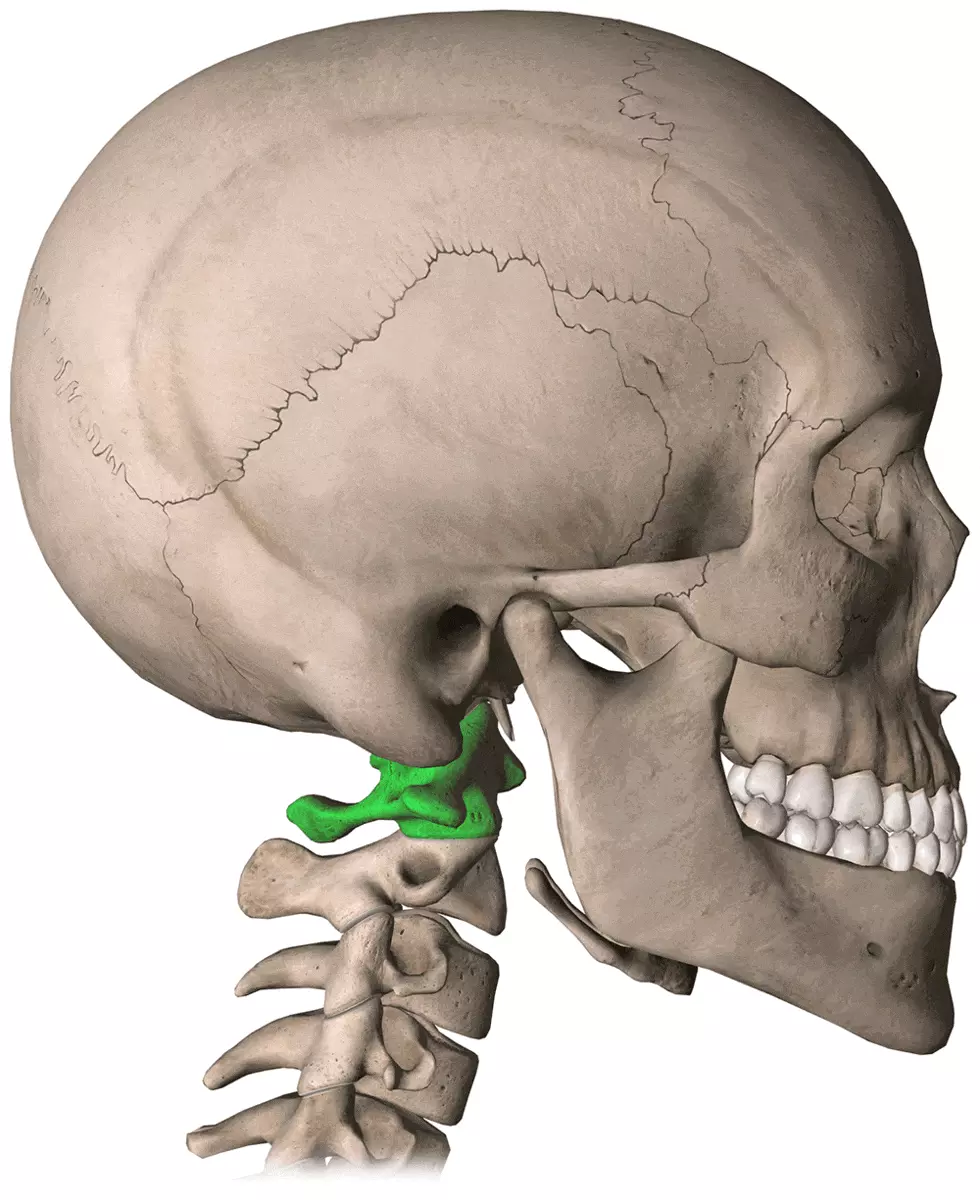 Rectitude du rachis cervical Rectitude du rachis cervical