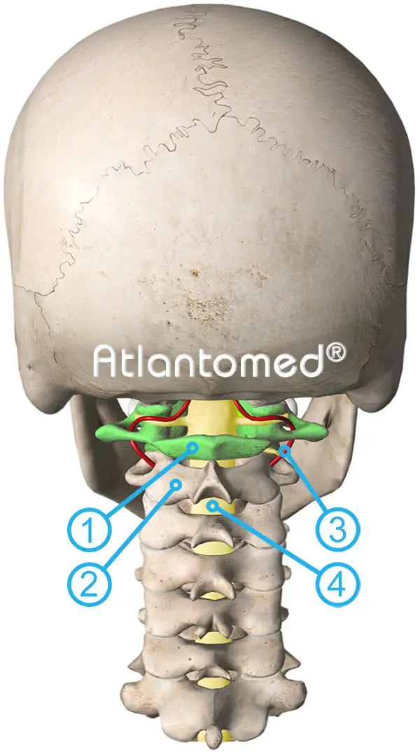 7 vertèbres cervicales et correction de l'Atlas