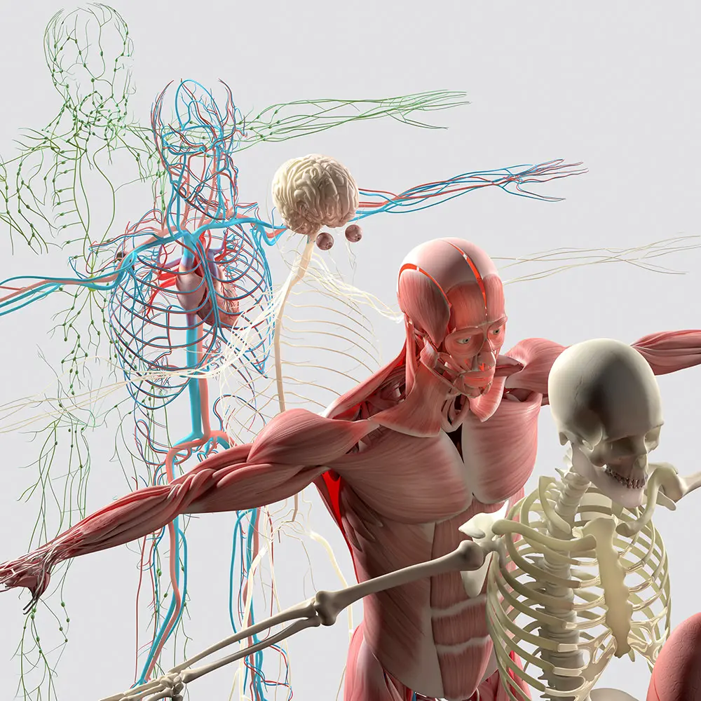 Système squelettique, système musculaire, système nerveux, système cardio-vasculaire et système lymphatique